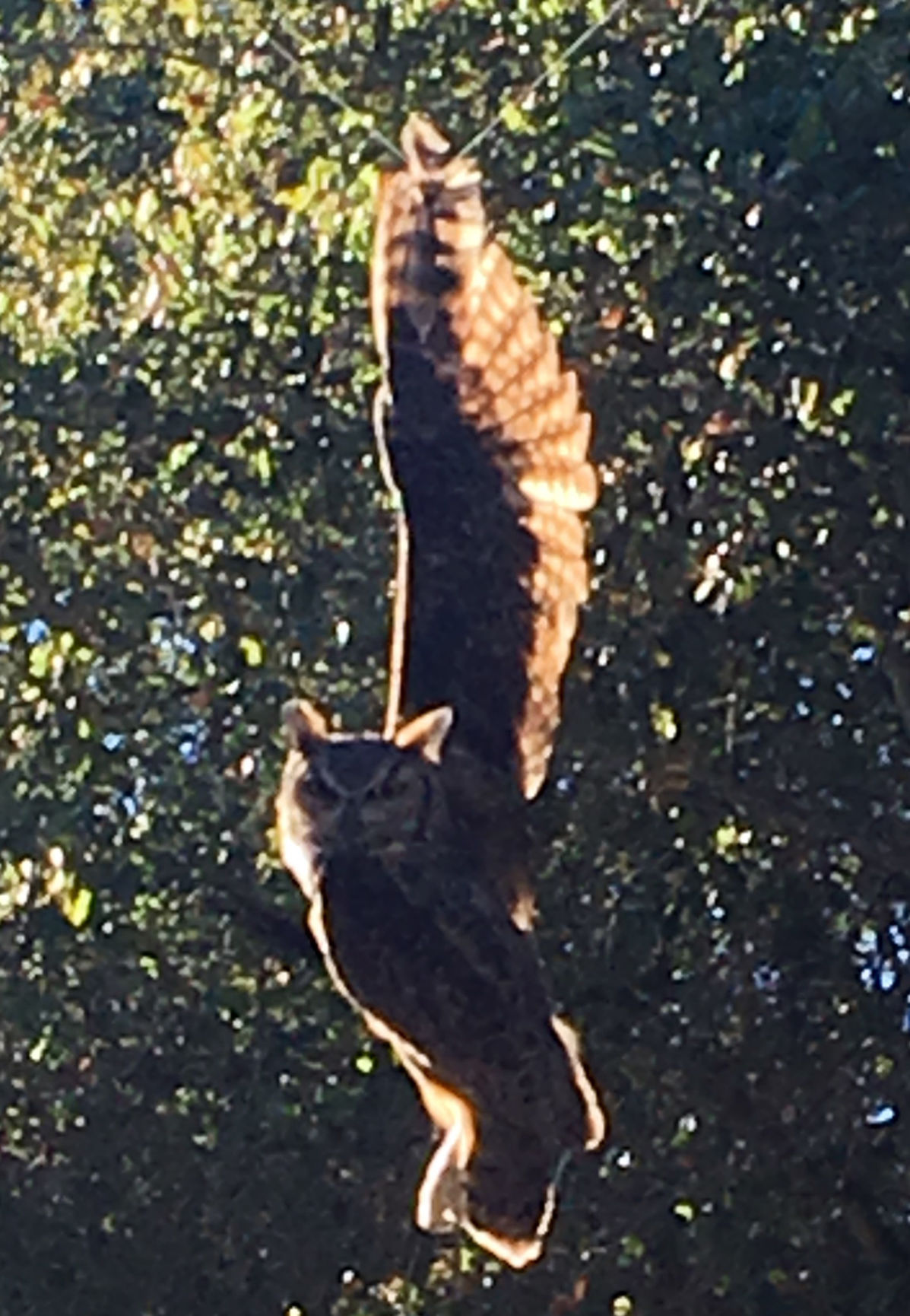 Great Horned Owl wing_s caught in the kite string.jpg
